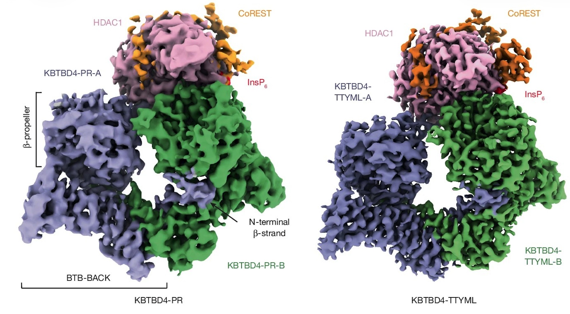 KBTBD4 neomorphic mutations mechanism