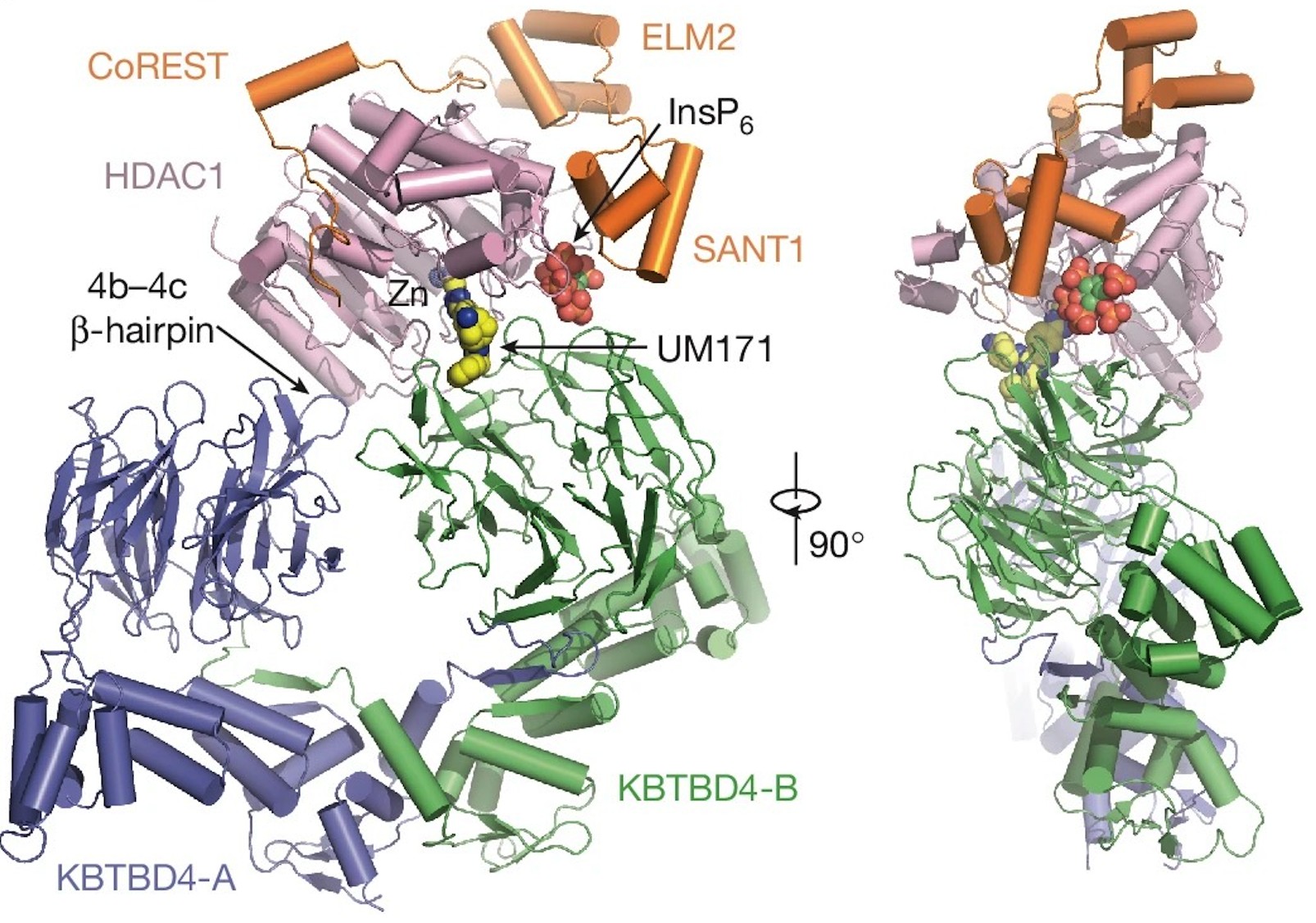 UM171 molecular glue discovery